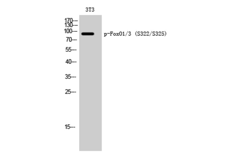 Western Blot - Anti-FOXO1A + FOXO3A (phospho Ser322 + Ser325) Antibody (A0485) - Antibodies.com