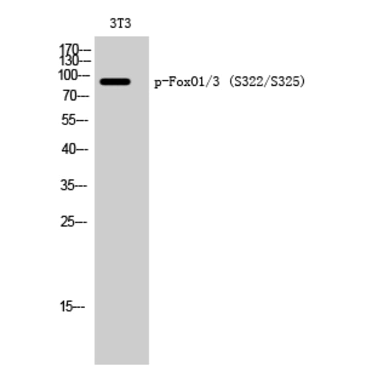 Western Blot - Anti-FOXO1A + FOXO3A (phospho Ser322 + Ser325) Antibody (A0485) - Antibodies.com