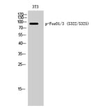 Western Blot - Anti-FOXO1A + FOXO3A (phospho Ser322 + Ser325) Antibody (A0485) - Antibodies.com