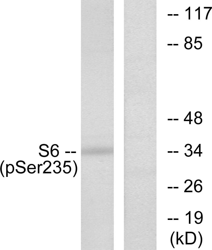 Western blot analysis of lysates from 293 cells treated with serum 10% 15' using Anti-S6 Ribosomal Protein (phospho Ser235) Antibody. The right hand lane represents a negative control, where the antibody is blocked by the immunising peptide.