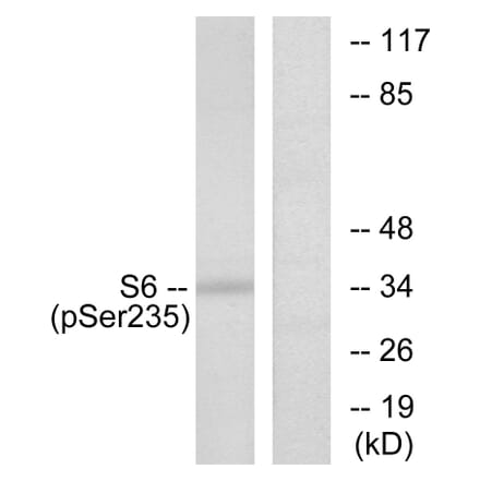 Western Blot - Anti-S6 Ribosomal Protein (phospho Ser235) Antibody (A7214) - Antibodies.com