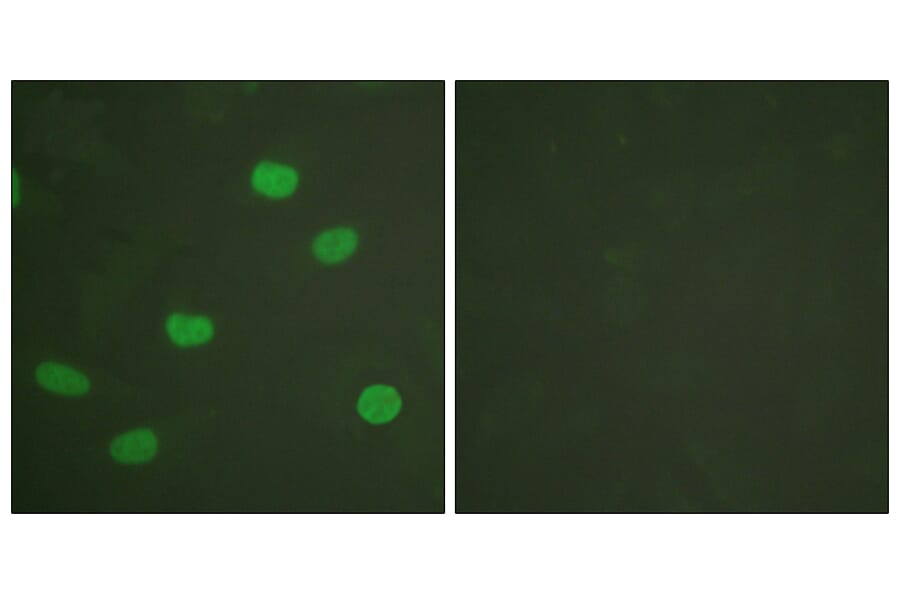 Immunofluorescence - Anti-Lamin A + C (phospho Ser392) Antibody (A0503) - Antibodies.com