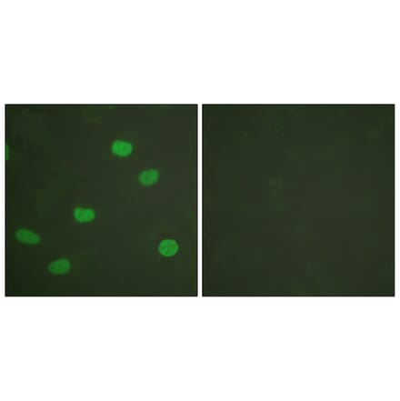 Immunofluorescence - Anti-Lamin A + C (phospho Ser392) Antibody (A0503) - Antibodies.com