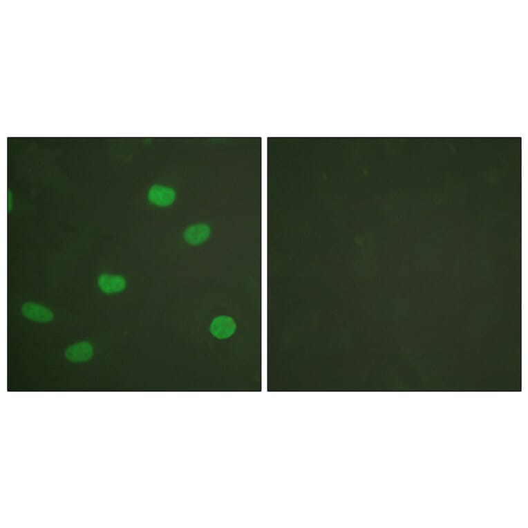 Immunofluorescence - Anti-Lamin A + C (phospho Ser392) Antibody (A0503) - Antibodies.com