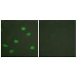 Immunofluorescence - Anti-Lamin A + C (phospho Ser392) Antibody (A0503) - Antibodies.com
