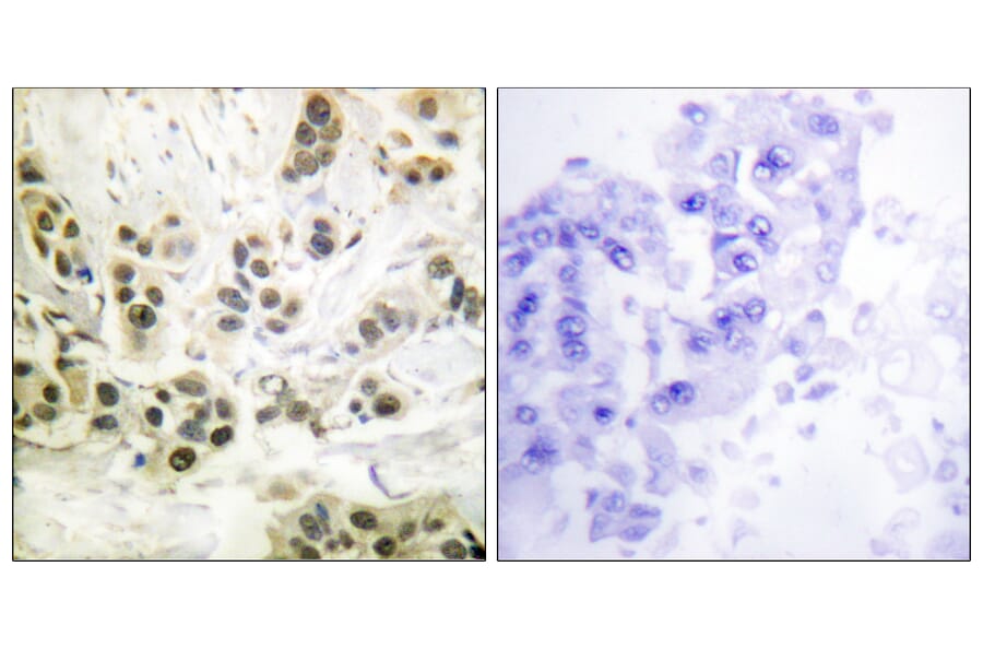 Immunohistochemistry - Anti-Lamin A + C (phospho Ser392) Antibody (A0503) - Antibodies.com