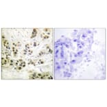 Immunohistochemistry - Anti-Lamin A + C (phospho Ser392) Antibody (A0503) - Antibodies.com