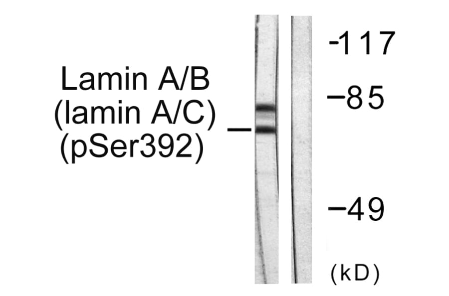 Western Blot - Anti-Lamin A + C (phospho Ser392) Antibody (A0503) - Antibodies.com