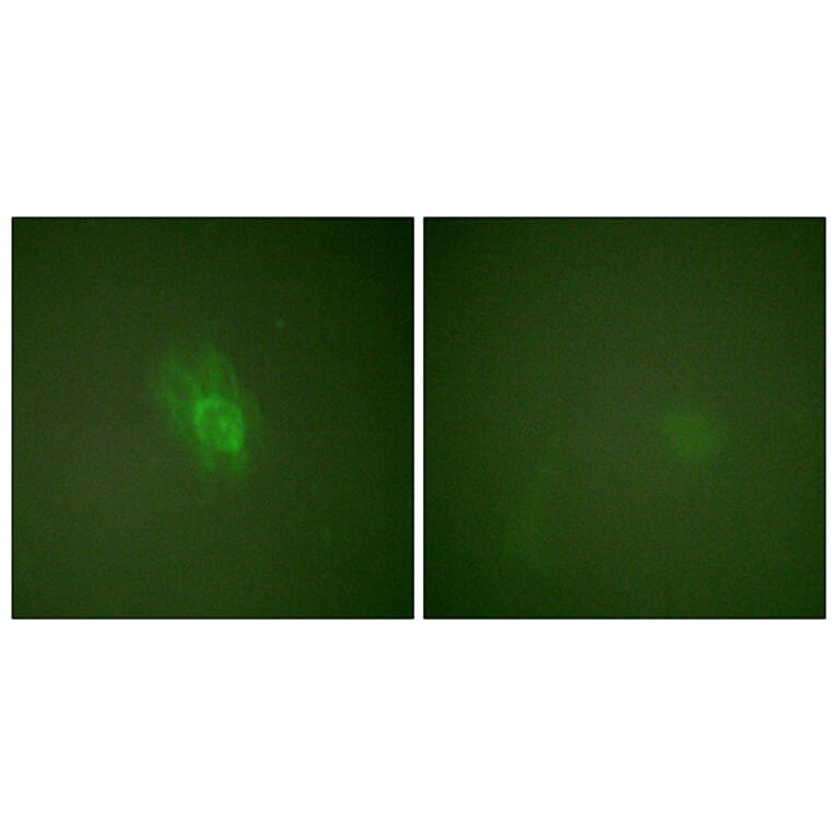 Immunofluorescence - Anti-IkappaB-beta (phospho Ser23) Antibody (A0014) - Antibodies.com