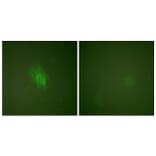 Immunofluorescence - Anti-IkappaB-beta (phospho Ser23) Antibody (A0014) - Antibodies.com