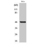 Western Blot - Anti-IkappaB-beta (phospho Ser23) Antibody (A0014) - Antibodies.com
