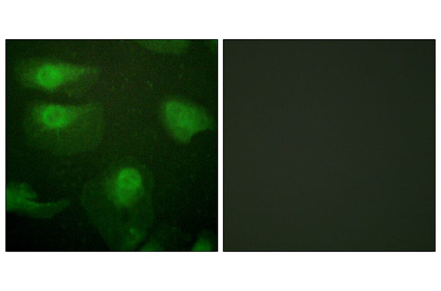 Immunofluorescence - Anti-CaMK1-alpha (phospho Thr177) Antibody (A0830) - Antibodies.com