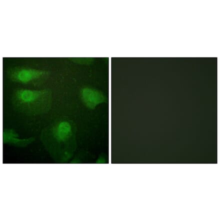 Immunofluorescence - Anti-CaMK1-alpha (phospho Thr177) Antibody (A0830) - Antibodies.com