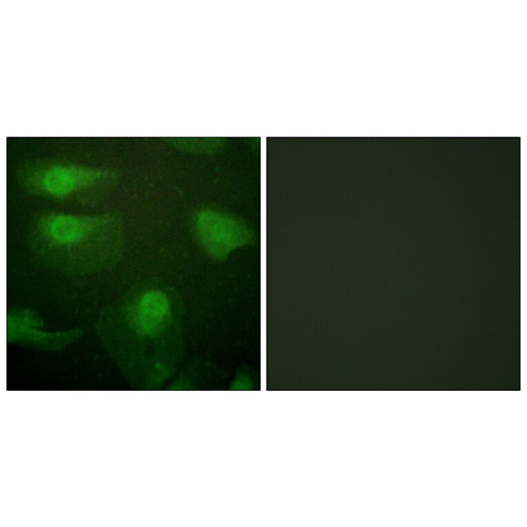 Immunofluorescence - Anti-CaMK1-alpha (phospho Thr177) Antibody (A0830) - Antibodies.com