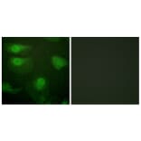 Immunofluorescence - Anti-CaMK1-alpha (phospho Thr177) Antibody (A0830) - Antibodies.com