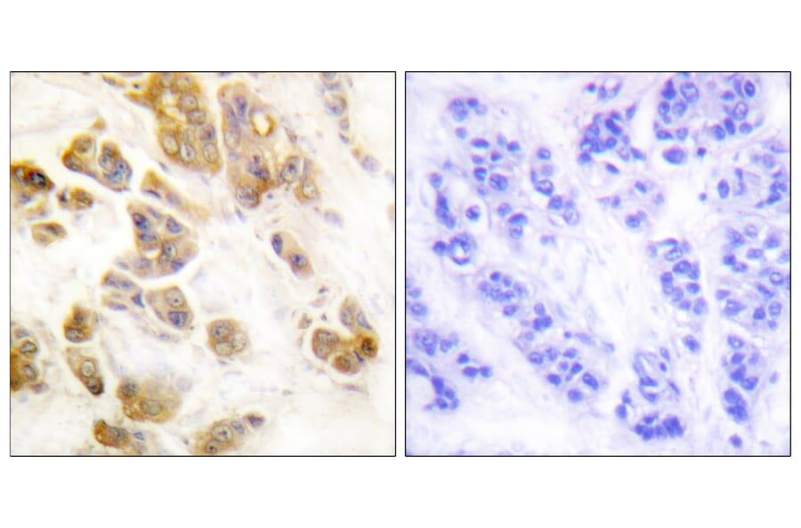Immunohistochemistry - Anti-CaMK1-alpha (phospho Thr177) Antibody (A0830) - Antibodies.com