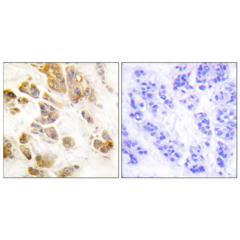 Immunohistochemistry - Anti-CaMK1-alpha (phospho Thr177) Antibody (A0830) - Antibodies.com