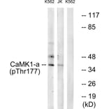 Western Blot - Anti-CaMK1-alpha (phospho Thr177) Antibody (A0830) - Antibodies.com