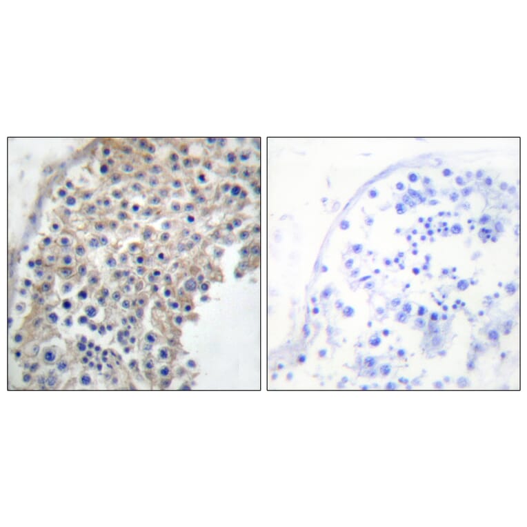 Immunohistochemistry - Anti-Adrenergic Receptor alpha-2A Antibody (C10309) - Antibodies.com