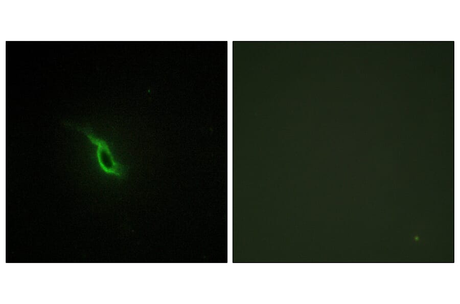 Immunofluorescence - Anti-Adrenergic Receptor alpha-2A Antibody (C10309) - Antibodies.com