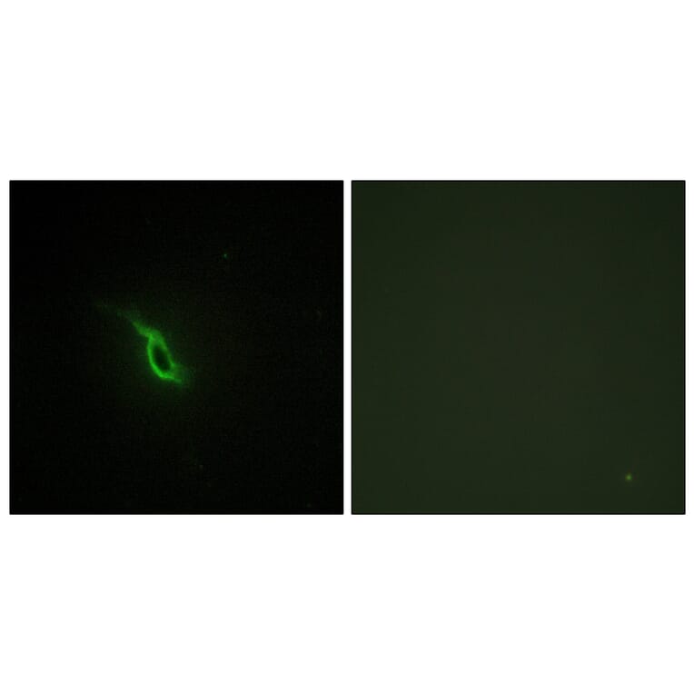 Immunofluorescence - Anti-Adrenergic Receptor alpha-2A Antibody (C10309) - Antibodies.com