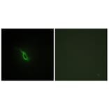 Immunofluorescence - Anti-Adrenergic Receptor alpha-2A Antibody (C10309) - Antibodies.com