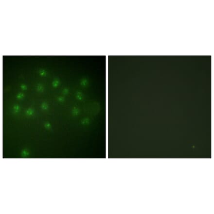 Immunofluorescence - Anti-Vitamin D Receptor (phospho Ser208) Antibody (A1245) - Antibodies.com