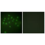 Immunofluorescence - Anti-Vitamin D Receptor (phospho Ser208) Antibody (A1245) - Antibodies.com