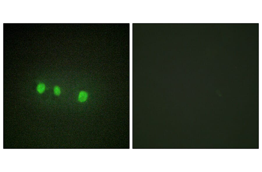 Immunofluorescence - Anti-ZIC1 + ZIC2 + ZIC3 + ZIC4 + ZIC5 Antibody (C10230) - Antibodies.com
