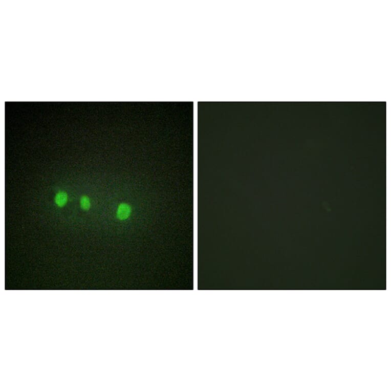 Immunofluorescence - Anti-ZIC1 + ZIC2 + ZIC3 + ZIC4 + ZIC5 Antibody (C10230) - Antibodies.com