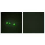 Immunofluorescence - Anti-ZIC1 + ZIC2 + ZIC3 + ZIC4 + ZIC5 Antibody (C10230) - Antibodies.com