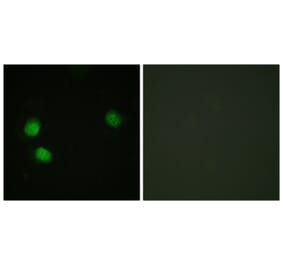 Immunofluorescence - Anti-Bloom Syndrome (phospho Thr99) Antibody (A0778) - Antibodies.com