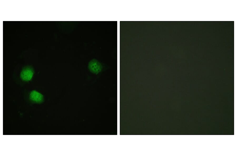 Immunofluorescence - Anti-Bloom Syndrome (phospho Thr99) Antibody (A0778) - Antibodies.com