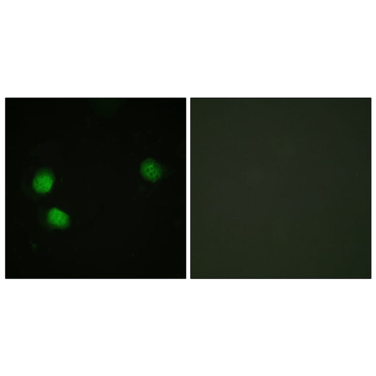 Immunofluorescence - Anti-Bloom Syndrome (phospho Thr99) Antibody (A0778) - Antibodies.com
