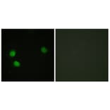 Immunofluorescence - Anti-Bloom Syndrome (phospho Thr99) Antibody (A0778) - Antibodies.com