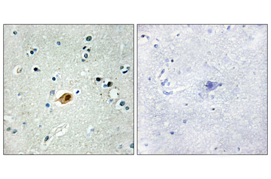 Immunohistochemistry - Anti-SOX8 + SOX9 + SOX17 + SOX18 Antibody (C10757) - Antibodies.com