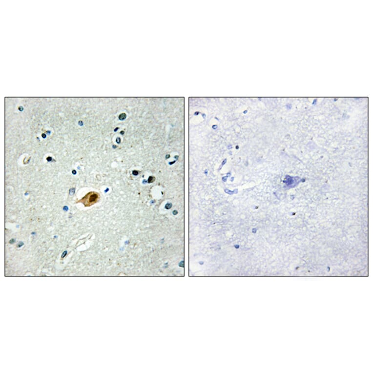 Immunohistochemistry - Anti-SOX8 + SOX9 + SOX17 + SOX18 Antibody (C10757) - Antibodies.com