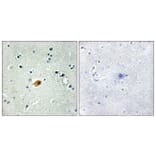 Immunohistochemistry - Anti-SOX8 + SOX9 + SOX17 + SOX18 Antibody (C10757) - Antibodies.com