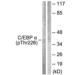 Western Blot - Anti-CEBP alpha (phospho Thr226) Antibody (A0825) - Antibodies.com