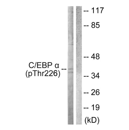 Western Blot - Anti-CEBP alpha (phospho Thr226) Antibody (A0825) - Antibodies.com