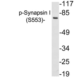Western Blot - Anti-Synapsin I (phospho Ser553) Antibody (P12-1056) - Antibodies.com