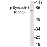 Western Blot - Anti-Synapsin I (phospho Ser553) Antibody (P12-1056) - Antibodies.com