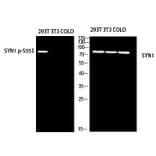 Western Blot - Anti-Synapsin I (phospho Ser553) Antibody (P12-1056) - Antibodies.com