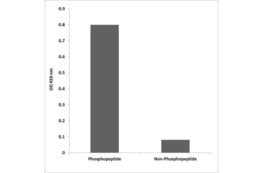 ELISA - Anti-PKA-R2beta (phospho Ser113) Antibody (P12-1165) - Antibodies.com