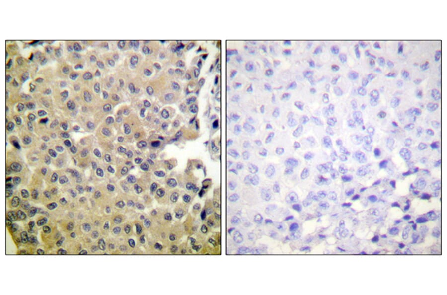 Immunohistochemistry - Anti-PP1-alpha (phospho Thr320) Antibody (A0726) - Antibodies.com