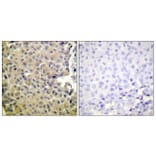 Immunohistochemistry - Anti-PP1-alpha (phospho Thr320) Antibody (A0726) - Antibodies.com