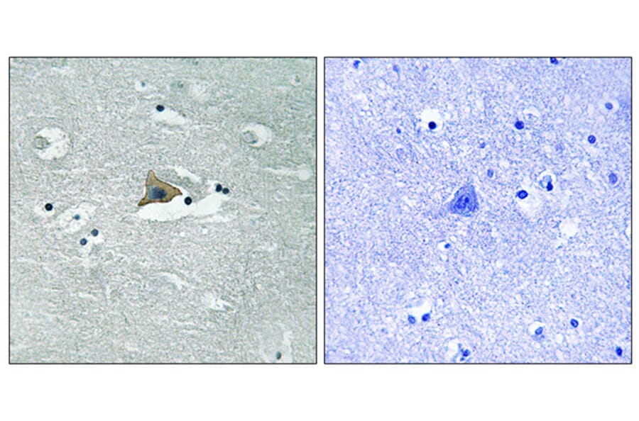 Immunohistochemistry - Anti-Claudin 5 (phospho Tyr217) Antibody (A8319) - Antibodies.com