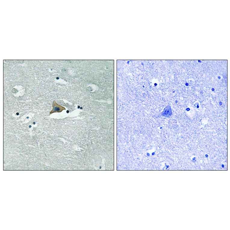 Immunohistochemistry - Anti-Claudin 5 (phospho Tyr217) Antibody (A8319) - Antibodies.com