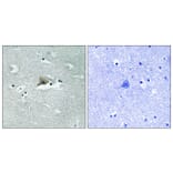Immunohistochemistry - Anti-Claudin 5 (phospho Tyr217) Antibody (A8319) - Antibodies.com