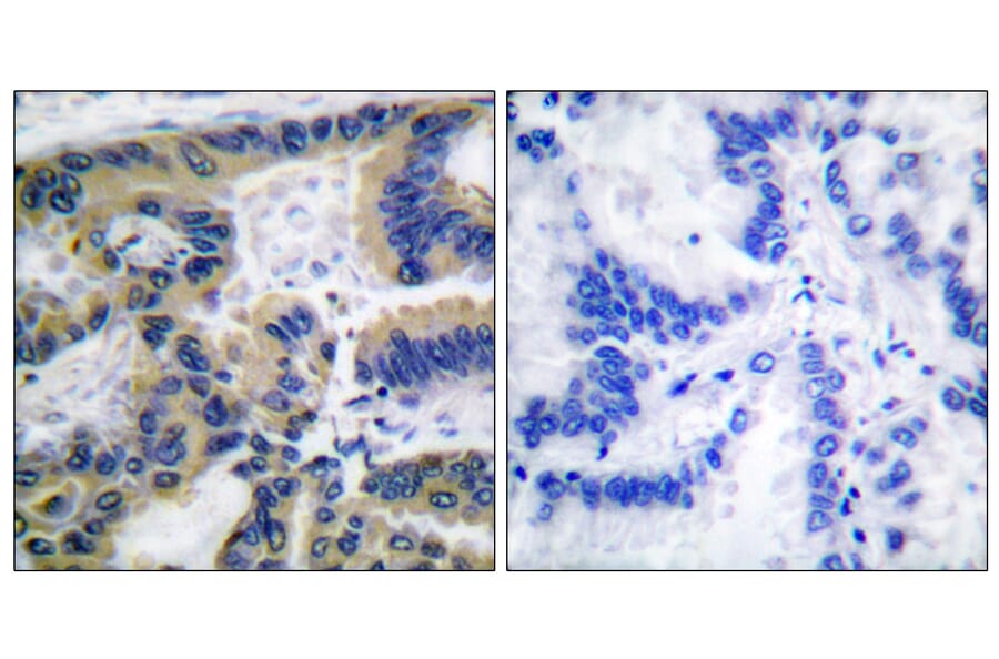 Immunohistochemistry - Anti-Caspase 7 (cleaved Asp198) Antibody (L0109) - Antibodies.com